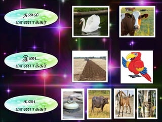 இைட
மாணாககர்
தைல
மாணாககர்
கைட
மாணாககர்
 