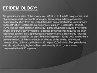 EPIDEMIOLOGY:
Congenital anomalies of the urinary tract affect up to 1 in 500 pregnancies, and
obstructive uropathy accounts for most of these cases. A large population-
based registry study from the United Kingdom demonstrated that lower urinary
tract obstruction (LUTO) has an incidence of 2.2 per 10,000 births, of which
PUVs was the most common pathology (1.4/10,000births) followed by urethral
atresia and prune-belly syndrome . Because birth incidence requires the often
inaccurate count of early spontaneous pregnancy loss, a latter study following
a similar cohort based in the West Midlands between 1995 to 2007 calculated a
prevalence ratio of PUVs—number of affected births divided by the total
number of live births and stillbirths—of2.10 per 10,000 births .This prevalence
was also significantly higher in blackand minority ethnic groups when
compared with whit Europeans.
 