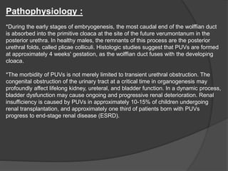 Pathophysiology :
*During the early stages of embryogenesis, the most caudal end of the wolffian duct
is absorbed into the primitive cloaca at the site of the future verumontanum in the
posterior urethra. In healthy males, the remnants of this process are the posterior
urethral folds, called plicae colliculi. Histologic studies suggest that PUVs are formed
at approximately 4 weeks' gestation, as the wolffian duct fuses with the developing
cloaca.
*The morbidity of PUVs is not merely limited to transient urethral obstruction. The
congenital obstruction of the urinary tract at a critical time in organogenesis may
profoundly affect lifelong kidney, ureteral, and bladder function. In a dynamic process,
bladder dysfunction may cause ongoing and progressive renal deterioration. Renal
insufficiency is caused by PUVs in approximately 10-15% of children undergoing
renal transplantation, and approximately one third of patients born with PUVs
progress to end-stage renal disease (ESRD).
 