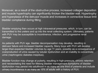 Bladder emptying then occurs at high intravesical pressures, which, in turn, can be
transmitted to the ureters and up into the renal collecting system. Ultimately, patients
with PUV may be susceptible to incontinence, infection, and progressive renal
damage.
As patients with PUV age, bladder decompensation may develop, resulting in
detrusor failure and increased bladder capacity. Many boys with PUV will develop
larger-than-expected bladder volumes by age 11 years, possibly as a consequence of
overproduction of urine caused by tubular dysfunction and an inability to concentrate
urine (nephrogenic diabetes insipidus).
Bladder function may change at puberty, resulting in high-pressure, chronic retention
and necessitating the need for lifelong bladder management.Symptoms of bladder
dysfunction may persist into adulthood in as many as one third of patients and include
urinary incontinence in as many as 15% of adults with a history of PUV.
Moreover, as a result of the obstructive process, increased collagen deposition
and muscle hypertrophy can significantly thicken the bladder wall. Hypertrophy
and hyperplasia of the detrusor muscle and increases in connective tissue limit
bladder compliance during filling .
 