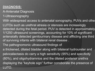 DIAGNOSIS:
A-Antenatal Diagnosis
1-Ultrasonography
With widespread access to antenatal sonography, PUVs and other
LUTOs such as urethral atresia or stenosis are increasingly
detected during the fetal period. PUV is detected in approximately
1/1250 ultrasound screenings, accounting for 10% of significant
antenatally detected genitourinary disease and afflicting one third
of surviving infants with bilateral renal disease .
The pathognomonic ultrasound findings of
a thickened, dilated bladder along with bilateral hydroureter and
pelvicaliectasis do carry a high sensitivity (95%) and specificity
(80%), and oligohydramnios and the dilated posterior urethra
displaying the “keyhole sign” further corroborate the presence of
LUTO.
 