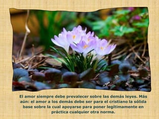 El amor siempre debe prevalecer sobre las demás leyes. Más
aún: el amor a los demás debe ser para el cristiano la sólida
  base sobre la cual apoyarse para poner legítimamente en
               práctica cualquier otra norma.
 
