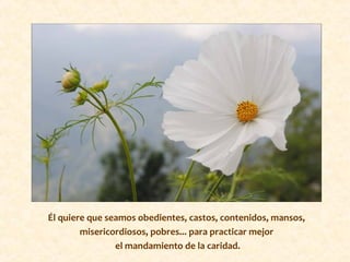 Él quiere que seamos obedientes, castos, contenidos, mansos,
misericordiosos, pobres... para practicar mejor
el mandamiento de la caridad.
 