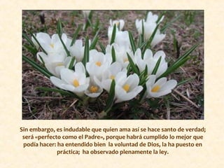 Sin embargo, es indudable que quien ama así se hace santo de verdad;
será «perfecto como el Padre», porque habrá cumplido lo mejor que
podía hacer: ha entendido bien la voluntad de Dios, la ha puesto en
práctica; ha observado plenamente la ley.
 