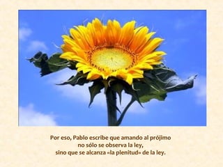 Por eso, Pablo escribe que amando al prójimo
no sólo se observa la ley,
sino que se alcanza «la plenitud» de la ley.
 
