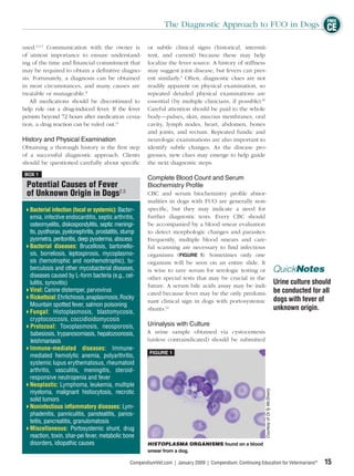 FREE
                                                                 The Diagnostic Approach to FUO in Dogs CE

used.2,4,5 Communication with the owner is                or subtle clinical signs (historical, intermit-
of utmost importance to ensure understand-                tent, and current) because these may help
ing of the time and ﬁnancial commitment that              localize the fever source. A history of stiffness
may be required to obtain a deﬁnitive diagno-             may suggest joint disease, but fevers can pres-
sis. Fortunately, a diagnosis can be obtained             ent similarly.3 Often, diagnostic clues are not
in most circumstances, and many causes are                readily apparent on physical examination, so
treatable or manageable.8                                 repeated detailed physical examinations are
    All medications should be discontinued to             essential (by multiple clinicians, if possible).10
help rule out a drug-induced fever. If the fever          Careful attention should be paid to the whole
persists beyond 72 hours after medication cessa-          body—pulses, skin, mucous membranes, oral
tion, a drug reaction can be ruled out.11                 cavity, lymph nodes, heart, abdomen, bones
                                                          and joints, and rectum. Repeated fundic and
History and Physical Examination                          neurologic examinations are also important to
Obtaining a thorough history is the ﬁrst step             identify subtle changes. As the disease pro-
of a successful diagnostic approach. Clients              gresses, new clues may emerge to help guide
should be questioned carefully about speciﬁc              the next diagnostic steps.
BOX 1
                                                          Complete Blood Count and Serum
 Potential Causes of Fever                                Biochemistry Profile
 of Unknown Origin in Dogs2,5                             CBC and serum biochemistry proﬁle abnor-
                                                          malities in dogs with FUO are generally non-
   Bacterial infection (focal or systemic): Bacter-       speciﬁc, but they may indicate a need for
   emia, infective endocarditis, septic arthritis,        further diagnostic tests. Every CBC should
   osteomyelitis, diskospondylitis, septic meningi-       be accompanied by a blood smear evaluation
   tis, pyothorax, pyelonephritis, prostatitis, stump     to detect morphologic changes and parasites.
   pyometra, peritonitis, deep pyoderma, abscess          Frequently, multiple blood smears and care-
   Bacterial diseases: Brucellosis, bartonello-           ful scanning are necessary to ﬁnd infectious
   sis, borreliosis, leptospirosis, mycoplasmo-           organisms (FIGURE 1). Sometimes only one
   sis (hemotrophic and nonhemotrophic), tu-              organism will be seen on an entire slide. It
   berculosis and other mycobacterial diseases,           is wise to save serum for serologic testing or                                     QuickNotes
   diseases caused by L-form bacteria (e.g., cel-         other special tests that may be crucial in the
   lulitis, synovitis)                                    future. A serum bile acids assay may be indi-
                                                                                                                                             Urine culture should
   Viral: Canine distemper, parvovirus
                                                          cated because fever may be the only predomi-                                       be conducted for all
   Rickettsial: Ehrlichiosis, anaplasmosis, Rocky                                                                                            dogs with fever of
                                                          nant clinical sign in dogs with portosystemic
   Mountain spotted fever, salmon poisoning
                                                          shunts.12                                                                          unknown origin.
   Fungal: Histoplasmosis, blastomycosis,
   cryptococcosis, coccidioidomycosis
   Protozoal: Toxoplasmosis, neosporosis,                 Urinalysis with Culture
   babesiosis, trypanosomiasis, hepatozoonosis,          A urine sample obtained via cystocentesis
   leishmaniasis                                         (unless contraindicated) should be submitted
   Immune-mediated diseases: Immune-
                                                          FIGURE 1
   mediated hemolytic anemia, polyarthritis,
   systemic lupus erythematosus, rheumatoid
   arthritis, vasculitis, meningitis, steroid-
   responsive neutropenia and fever
   Neoplastic: Lymphoma, leukemia, multiple
                                                                                                                Courtesy of Dr.Ty McSherry




   myeloma, malignant histiocytosis, necrotic
   solid tumors
   Noninfectious inﬂammatory diseases: Lym-
   phadenitis, panniculitis, pansteatitis, panos-
   teitis, pancreatitis, granulomatosis
   Miscellaneous: Portosystemic shunt, drug
   reaction, toxin, shar-pei fever, metabolic bone
   disorders, idiopathic causes                          HISTOPLASMA ORGANISMS found on a blood
                                                         smear from a dog.

                                                  CompendiumVet.com | January 2009 | Compendium: Continuing Education for Veterinarians®                      15
 