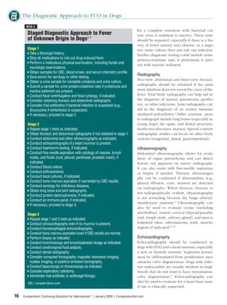 FREE
CE The Diagnostic Approach to FUO in Dogs
        BOX 2
                                                                                       for a complete urinalysis with bacterial cul-
         Staged Diagnostic Approach to Fever                                           ture even if sediment is inactive. These tests
         of Unknown Origin in Dogs2,4                                                  should be repeated, especially if there is a his-
                                                                                       tory of lower urinary tract disease, as a nega-
         Stage 1                                                                       tive urine culture does not rule out infection.
          Take a thorough history.                                                     Further diagnostic testing could include urine
          Stop all medications to rule out drug-induced fever.                         protein:creatinine ratio if proteinuria is pres-
          Perform a meticulous physical examination, including fundic and
                                                                                       ent with inactive sediment.
          neurologic examinations.
          Obtain samples for CBC, blood smear, and serum chemistry proﬁle.
                                                                                       Radiography
          Save serum for serology or other testing.
                                                                                       Two-view abdominal and three-view thoracic
          Obtain a urine sample for complete urinalysis and urine culture.
                                                                                       radiographs should be obtained if the mini-
          Submit a sample for urine protein:creatinine ratio if proteinuria and
          inactive sediment are present.                                               mum database does not reveal the cause of the
          Conduct fecal centrifugation and fecal cytology, if indicated.               fever. Total body radiographs can help aid in
          Consider obtaining thoracic and abdominal radiographs.                       the diagnosis of masses, pneumonia, pyotho-
          Consider trial antibiotics if bacterial infection is suspected (e.g.,        rax, or other infections. Joint radiographs can
          doxycycline if ehrlichiosis is suspected).                                   aid in the diagnosis of an erosive immune-
          If necessary, proceed to stage 2.                                            mediated polyarthritis.3 Other anatomic areas
                                                                                       to radiograph include long bones (especially in
         Stage 2                                                                       young dogs), the spine, and dental structures
          Repeat stage 1 tests as indicated.                                           (tooth root abscesses, masses). Special contrast
          Obtain thoracic and abdominal radiographs if not obtained in stage 1.        radiographic studies can focus on other body
          Conduct abdominal and other ultrasonography as indicated.                    systems (urogenital, spinal, gastrointestinal).
          Conduct echocardiography if a heart murmur is present.
          Conduct heartworm testing, if indicated.                                     Ultrasonography
          Conduct ﬁne-needle aspiration with cytology of masses, lymph                 Abdominal ultrasonography allows for evalu-
          nodes, and ﬂuids (cyst, pleural, peritoneal, prostatic wash), if             ation of organ parenchyma and can detect
          indicated.                                                                   lesions not apparent on survey radiographs.
          Conduct blood culture.                                                       It can also assist with ﬁne-needle aspiration
          Conduct arthrocentesis.                                                      or biopsy if needed. Thoracic ultrasonogra-
          Conduct fecal cultures, if indicated.                                        phy can be conducted if abnormalities (e.g.,
          Conduct bone marrow aspiration if warranted by CBC results.                  pleural effusion, cysts, masses) are detected
          Conduct serology for infectious diseases.                                    on radiographs. When thoracic disease is
          Obtain long bone and joint radiographs.
                                                                                       not radiographically evident, ultrasonography
          Conduct protein electrophoresis, if indicated.
                                                                                       is not rewarding because the lungs obscure
          Conduct an immune panel, if indicated.
                                                                                       intrathoracic anatomy.13 Ultrasonography can
          If necessary, proceed to stage 3.
                                                                                       also be used to evaluate ocular (including
         Stage 3                                                                       retrobulbar), ventral cervical (thyroid/parathy-
          Repeat stage 1 and 2 tests as indicated.                                     roid, lymph node, salivary gland), and muscu-
          Conduct echocardiography even if no murmur is present.                       loskeletal (skin, subcutaneous, joint, muscle)
          Conduct transesophageal echocardiography.                                    regions if indicated.14–16
          Conduct bone marrow aspiration even if CBC results are normal.
          Perform biopsy as indicated.                                                 Echocardiography
          Conduct bronchoscopy and bronchoalveolar lavage as indicated.                Echocardiography should be conducted in
          Conduct cerebrospinal ﬂuid analysis.                                         dogs with FUO and a heart murmur, especially
          Conduct dental radiography.                                                  a new or diastolic murmur. Vegetative lesions
          Consider computed tomography, magnetic resonance imaging,                    must be differentiated from proliferative myx-
          nuclear imaging, or positron emission tomography.                            omatous valve degeneration. Dogs with infec-
          Conduct laparoscopy or thoracoscopy as indicated.                            tive endocarditis are usually medium to large
          Consider exploratory celiotomy.                                              breeds that do not tend to have myxomatous
          Administer trial antibiotic or antifungal therapy.                           valve degeneration.17 Echocardiography can
         CBC = complete blood count
                                                                                       also be used to evaluate for a heart base mass
                                                                                       if one is clinically suspected.

 16   Compendium: Continuing Education for Veterinarians® | January 2009 | CompendiumVet.com
 