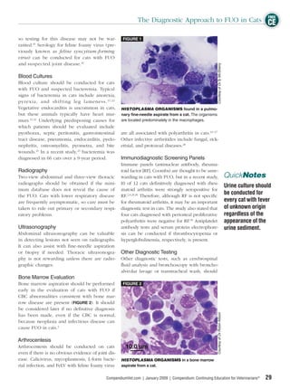 FREE
                                                              The Diagnostic Approach to FUO in Cats CE

so testing for this disease may not be war-           FIGURE 1
ranted.19 Serology for feline foamy virus (pre-
viously known as feline syncytium-forming
virus) can be conducted for cats with FUO
and suspected joint disease.20




                                                                                                           Courtesy of Dr.Ty McSherry
Blood Cultures
Blood culture should be conducted for cats
with FUO and suspected bacteremia. Typical
signs of bacteremia in cats include anorexia,
pyrex ia, and shi f ti ng leg lameness. 21,22
Vegetative endocarditis is uncommon in cats,         HISTOPLASMA ORGANISMS found in a pulmo-
but these animals typically have heart mur-          nary fine-needle aspirate from a cat. The organisms
murs.21,22 Underlying predisposing causes for        are located predominately in the macrophages.
which patients should be evaluated include
pyothorax, septic peritonitis, gastrointestinal      are all associated with polyarthritis in cats.24–27
tract disease, pneumonia, endocarditis, pyelo-       Other infective arthritides include fungal, rick-
nephritis, osteomyelitis, pyometra, and bite         ettsial, and protozoal diseases.28
wounds.21 In a recent study,23 bacteremia was
diagnosed in 66 cats over a 9-year period.           Immunodiagnostic Screening Panels
                                              Immune panels (antinuclear antibody, rheuma-
Radiography                                   toid factor [RF], Coombs) are thought to be unre-
Two-view abdominal and three-view thoracic warding in cats with FUO, but in a recent study,                                                QuickNotes
radiographs should be obtained if the mini- 10 of 12 cats deﬁnitively diagnosed with rheu-
                                                                                                                                           Urine culture should
mum database does not reveal the cause of matoid arthritis were strongly seropositive for
the FUO. Cats with lower respiratory disease RF.2,8,29,30 Therefore, although RF is not speciﬁc
                                                                                                                                           be conducted for
are frequently asymptomatic, so care must be for rheumatoid arthritis, it may be an important                                              every cat with fever
taken to rule out primary or secondary respi- diagnostic test in cats. The study also stated that                                          of unknown origin
ratory problems.                              four cats diagnosed with periosteal proliferative                                            regardless of the
                                              polyarthritis were negative for RF.30 Antiplatelet                                           appearance of the
Ultrasonography                               antibody tests and serum protein electrophore-                                               urine sediment.
Abdominal ultrasonography can be valuable sis can be conducted if thrombocytopenia or
in detecting lesions not seen on radiographs. hyperglobulinemia, respectively, is present.
It can also assist with ﬁne-needle aspiration
or biopsy if needed. Thoracic ultrasonogra- Other Diagnostic Testing
phy is not rewarding unless there are radio- Other diagnostic tests, such as cerebrospinal
graphic changes.                              ﬂuid analysis and bronchoscopy with broncho-
                                              alveolar lavage or transtracheal wash, should
Bone Marrow Evaluation
Bone marrow aspiration should be performed            FIGURE 2
early in the evaluation of cats with FUO if
CBC abnormalities consistent with bone mar-
row disease are present (FIGURE 2). It should
be considered later if no deﬁnitive diagnosis
                                                                                                           Courtesy of Dr. Robin Allison




has been made, even if the CBC is normal,
because neoplasia and infectious disease can
cause FUO in cats.2

Arthrocentesis
Arthrocentesis should be conducted on cats
even if there is no obvious evidence of joint dis-
ease. Calicivirus, mycoplasmosis, L-form bacte-      HISTOPLASMA ORGANISMS in a bone marrow
rial infection, and FeLV with feline foamy virus     aspirate from a cat.


                                             CompendiumVet.com | January 2009 | Compendium: Continuing Education for Veterinarians®                         29
 