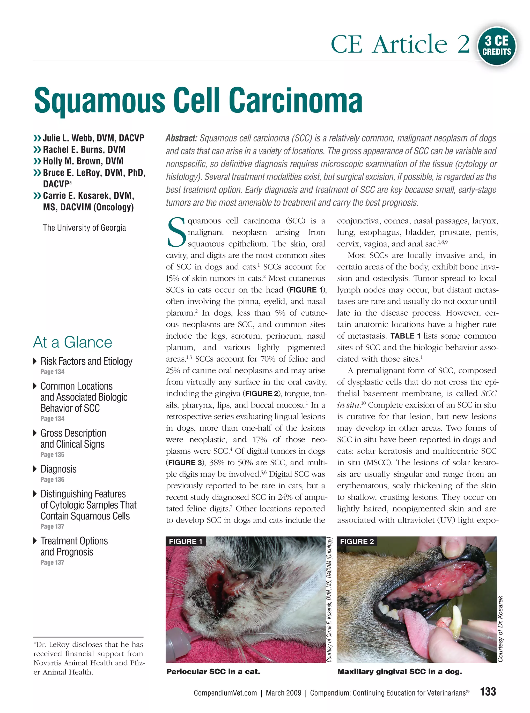 CE Article 2                                                    3 CE
                                                                                                                                                                                         CREDITS




Squamous Cell Carcinoma
❯❯ Julie L. Webb, DVM, DACVP       Abstract: Squamous cell carcinoma (SCC) is a relatively common, malignant neoplasm of dogs
❯❯ Rachel E. Burns, DVM            and cats that can arise in a variety of locations. The gross appearance of SCC can be variable and
❯❯ Holly M. Brown, DVM             nonspeciﬁc, so deﬁnitive diagnosis requires microscopic examination of the tissue (cytology or
❯❯ Bruce E. LeRoy, DVM, PhD,       histology). Several treatment modalities exist, but surgical excision, if possible, is regarded as the
   DACVPa
                                   best treatment option. Early diagnosis and treatment of SCC are key because small, early-stage
❯❯ Carrie E. Kosarek, DVM,
                                   tumors are the most amenable to treatment and carry the best prognosis.
   MS, DACVIM (Oncology)


                                   S
                                          quamous cell carcinoma (SCC) is a                                                                     conjunctiva, cornea, nasal passages, larynx,
    The University of Georgia
                                          malignant neoplasm arising from                                                                       lung, esophagus, bladder, prostate, penis,
                                          squamous epithelium. The skin, oral                                                                   cervix, vagina, and anal sac.1,8,9
                                   cavity, and digits are the most common sites                                                                     Most SCCs are locally invasive and, in
                                   of SCC in dogs and cats.1 SCCs account for                                                                   certain areas of the body, exhibit bone inva-
                                   15% of skin tumors in cats.2 Most cutaneous                                                                  sion and osteolysis. Tumor spread to local
                                   SCCs in cats occur on the head (FIGURE 1),                                                                   lymph nodes may occur, but distant metas-
                                   often involving the pinna, eyelid, and nasal                                                                 tases are rare and usually do not occur until
                                   planum.2 In dogs, less than 5% of cutane-                                                                    late in the disease process. However, cer-
                                   ous neoplasms are SCC, and common sites                                                                      tain anatomic locations have a higher rate
                                   include the legs, scrotum, perineum, nasal                                                                   of metastasis. TABLE 1 lists some common
At a Glance                        planum, and various lightly pigmented                                                                        sites of SCC and the biologic behavior asso-
    Risk Factors and Etiology      areas.1,3 SCCs account for 70% of feline and                                                                 ciated with those sites.1
    Page 134                       25% of canine oral neoplasms and may arise                                                                       A premalignant form of SCC, composed
                                   from virtually any surface in the oral cavity,                                                               of dysplastic cells that do not cross the epi-
    Common Locations
                                   including the gingiva (FIGURE 2), tongue, ton-                                                               thelial basement membrane, is called SCC
    and Associated Biologic
    Behavior of SCC                sils, pharynx, lips, and buccal mucosa.1 In a                                                                in situ.10 Complete excision of an SCC in situ
    Page 134                       retrospective series evaluating lingual lesions                                                              is curative for that lesion, but new lesions
                                   in dogs, more than one-half of the lesions                                                                   may develop in other areas. Two forms of
    Gross Description
                                   were neoplastic, and 17% of those neo-                                                                       SCC in situ have been reported in dogs and
    and Clinical Signs
    Page 135                       plasms were SCC.4 Of digital tumors in dogs                                                                  cats: solar keratosis and multicentric SCC
                                   (FIGURE 3), 38% to 50% are SCC, and multi-                                                                   in situ (MSCC). The lesions of solar kerato-
    Diagnosis                      ple digits may be involved.5,6 Digital SCC was                                                               sis are usually singular and range from an
    Page 136
                                   previously reported to be rare in cats, but a                                                                erythematous, scaly thickening of the skin
    Distinguishing Features        recent study diagnosed SCC in 24% of ampu-                                                                   to shallow, crusting lesions. They occur on
    of Cytologic Samples That      tated feline digits.7 Other locations reported                                                               lightly haired, nonpigmented skin and are
    Contain Squamous Cells         to develop SCC in dogs and cats include the                                                                  associated with ultraviolet (UV) light expo-
    Page 137

    Treatment Options
                                                                                    Courtesy of Carrie E. Kosarek, DVM, MS, DACVIM (Oncology)




                                    FIGURE 1                                                                                                    FIGURE 2
    and Prognosis
    Page 137
                                                                                                                                                                                              Courtesy of Dr. Kosarek




a
 Dr. LeRoy discloses that he has
received ﬁnancial support from
Novartis Animal Health and Pﬁz-
er Animal Health.                  Periocular SCC in a cat.                                                                                     Maxillary gingival SCC in a dog.

                                           CompendiumVet.com | March 2009 | Compendium: Continuing Education for Veterinarians®                                                         133
 