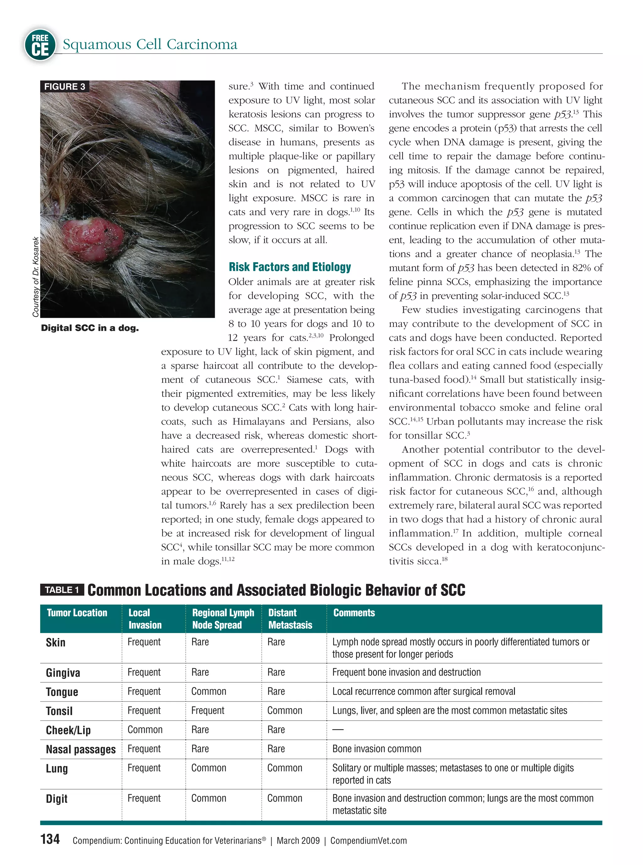 FREE
CE Squamous Cell Carcinoma
                          FIGURE 3                                           sure.3 With time and continued             The mechanism frequently proposed for
                                                                             exposure to UV light, most solar       cutaneous SCC and its association with UV light
                                                                             keratosis lesions can progress to      involves the tumor suppressor gene p53.13 This
                                                                             SCC. MSCC, similar to Bowen’s          gene encodes a protein (p53) that arrests the cell
                                                                             disease in humans, presents as         cycle when DNA damage is present, giving the
                                                                             multiple plaque-like or papillary      cell time to repair the damage before continu-
                                                                             lesions on pigmented, haired           ing mitosis. If the damage cannot be repaired,
                                                                             skin and is not related to UV          p53 will induce apoptosis of the cell. UV light is
                                                                             light exposure. MSCC is rare in        a common carcinogen that can mutate the p53
                                                                             cats and very rare in dogs.1,10 Its    gene. Cells in which the p53 gene is mutated
                                                                             progression to SCC seems to be         continue replication even if DNA damage is pres-
                                                                             slow, if it occurs at all.             ent, leading to the accumulation of other muta-
Courtesy of Dr. Kosarek




                                                                                                                    tions and a greater chance of neoplasia.13 The
                                                                             Risk Factors and Etiology              mutant form of p53 has been detected in 82% of
                                                                           Older animals are at greater risk        feline pinna SCCs, emphasizing the importance
                                                                            for developing SCC, with the            of p53 in preventing solar-induced SCC.13
                                                                            average age at presentation being           Few studies investigating carcinogens that
                          Digital SCC in a dog.                             8 to 10 years for dogs and 10 to        may contribute to the development of SCC in
                                                                           12 years for cats.2,3,10 Prolonged       cats and dogs have been conducted. Reported
                                                           exposure to UV light, lack of skin pigment, and          risk factors for oral SCC in cats include wearing
                                                           a sparse haircoat all contribute to the develop-         ﬂea collars and eating canned food (especially
                                                           ment of cutaneous SCC.1 Siamese cats, with               tuna-based food).14 Small but statistically insig-
                                                           their pigmented extremities, may be less likely          niﬁcant correlations have been found between
                                                           to develop cutaneous SCC.2 Cats with long hair-          environmental tobacco smoke and feline oral
                                                           coats, such as Himalayans and Persians, also             SCC.14,15 Urban pollutants may increase the risk
                                                           have a decreased risk, whereas domestic short-           for tonsillar SCC.3
                                                           haired cats are overrepresented.1 Dogs with                  Another potential contributor to the devel-
                                                           white haircoats are more susceptible to cuta-            opment of SCC in dogs and cats is chronic
                                                           neous SCC, whereas dogs with dark haircoats              inﬂammation. Chronic dermatosis is a reported
                                                           appear to be overrepresented in cases of digi-           risk factor for cutaneous SCC,16 and, although
                                                           tal tumors.1,6 Rarely has a sex predilection been        extremely rare, bilateral aural SCC was reported
                                                           reported; in one study, female dogs appeared to          in two dogs that had a history of chronic aural
                                                           be at increased risk for development of lingual          inﬂammation.17 In addition, multiple corneal
                                                           SCC4, while tonsillar SCC may be more common             SCCs developed in a dog with keratoconjunc-
                                                           in male dogs.11,12                                       tivitis sicca.18

                          TABLE 1     Common Locations and Associated Biologic Behavior of SCC
                           Tumor Location        Local            Regional Lymph      Distant         Comments
                                                 Invasion         Node Spread         Metastasis
                           Skin                 Frequent          Rare                Rare           Lymph node spread mostly occurs in poorly differentiated tumors or
                                                                                                     those present for longer periods
                           Gingiva              Frequent          Rare                Rare           Frequent bone invasion and destruction

                           Tongue               Frequent          Common              Rare           Local recurrence common after surgical removal

                           Tonsil               Frequent          Frequent            Common         Lungs, liver, and spleen are the most common metastatic sites

                           Cheek/Lip            Common            Rare                Rare           —
                           Nasal passages       Frequent          Rare                Rare           Bone invasion common

                           Lung                 Frequent          Common              Common         Solitary or multiple masses; metastases to one or multiple digits
                                                                                                     reported in cats
                           Digit                Frequent          Common              Common         Bone invasion and destruction common; lungs are the most common
                                                                                                     metastatic site

                          134      Compendium: Continuing Education for Veterinarians® | March 2009 | CompendiumVet.com
 