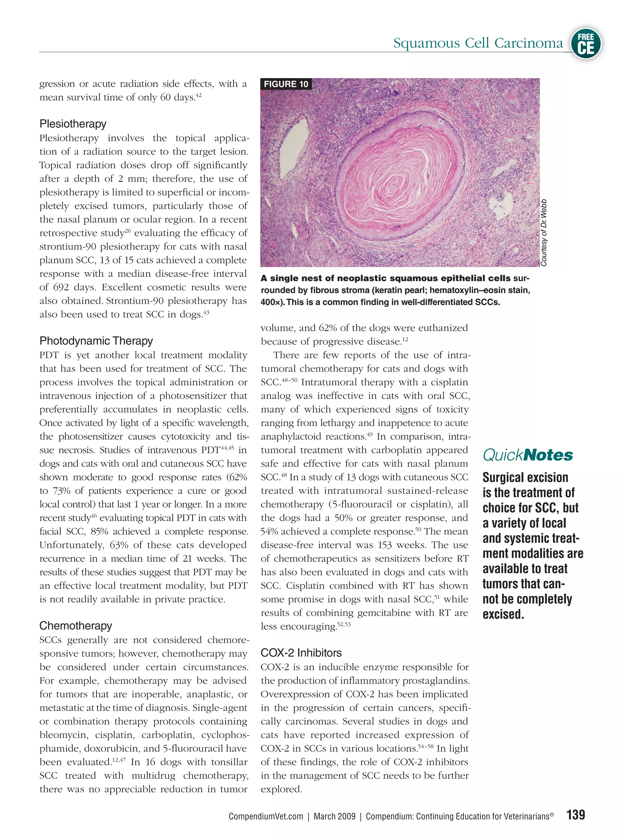 FREE
                                                                                        Squamous Cell Carcinoma CE

gression or acute radiation side effects, with a       FIGURE 10
mean survival time of only 60 days.42

Plesiotherapy
Plesiotherapy involves the topical applica-
tion of a radiation source to the target lesion.
Topical radiation doses drop off signiﬁcantly
after a depth of 2 mm; therefore, the use of
plesiotherapy is limited to superﬁcial or incom-




                                                                                                                              Courtesy of Dr. Webb
pletely excised tumors, particularly those of
the nasal planum or ocular region. In a recent
retrospective study26 evaluating the efﬁcacy of
strontium-90 plesiotherapy for cats with nasal
planum SCC, 13 of 15 cats achieved a complete
response with a median disease-free interval           A single nest of neoplastic squamous epithelial cells sur-
of 692 days. Excellent cosmetic results were           rounded by fibrous stroma (keratin pearl; hematoxylin–eosin stain,
also obtained. Strontium-90 plesiotherapy has          400×). This is a common finding in well-differentiated SCCs.
also been used to treat SCC in dogs.43
                                                       volume, and 62% of the dogs were euthanized
Photodynamic Therapy                                   because of progressive disease.12
PDT is yet another local treatment modality               There are few reports of the use of intra-
that has been used for treatment of SCC. The           tumoral chemotherapy for cats and dogs with
process involves the topical administration or         SCC.48–50 Intratumoral therapy with a cisplatin
intravenous injection of a photosensitizer that        analog was ineffective in cats with oral SCC,
preferentially accumulates in neoplastic cells.        many of which experienced signs of toxicity
Once activated by light of a speciﬁc wavelength,       ranging from lethargy and inappetence to acute
the photosensitizer causes cytotoxicity and tis-       anaphylactoid reactions.49 In comparison, intra-
sue necrosis. Studies of intravenous PDT 44,45 in      tumoral treatment with carboplatin appeared
dogs and cats with oral and cutaneous SCC have         safe and effective for cats with nasal planum
                                                                                                               QuickNotes
shown moderate to good response rates (62%             SCC.48 In a study of 13 dogs with cutaneous SCC         Surgical excision
to 73% of patients experience a cure or good           treated with intratumoral sustained-release             is the treatment of
local control) that last 1 year or longer. In a more   chemotherapy (5-ﬂuorouracil or cisplatin), all          choice for SCC, but
recent study46 evaluating topical PDT in cats with     the dogs had a 50% or greater response, and
                                                                                                               a variety of local
facial SCC, 85% achieved a complete response.          54% achieved a complete response.50 The mean
Unfortunately, 63% of these cats developed             disease-free interval was 153 weeks. The use
                                                                                                               and systemic treat-
recurrence in a median time of 21 weeks. The           of chemotherapeutics as sensitizers before RT           ment modalities are
results of these studies suggest that PDT may be       has also been evaluated in dogs and cats with           available to treat
an effective local treatment modality, but PDT         SCC. Cisplatin combined with RT has shown               tumors that can-
is not readily available in private practice.          some promise in dogs with nasal SCC,51 while            not be completely
                                                       results of combining gemcitabine with RT are            excised.
Chemotherapy                                           less encouraging.52,53
SCCs generally are not considered chemore-
sponsive tumors; however, chemotherapy may             COX-2 Inhibitors
be considered under certain circumstances.             COX-2 is an inducible enzyme responsible for
For example, chemotherapy may be advised               the production of inﬂammatory prostaglandins.
for tumors that are inoperable, anaplastic, or         Overexpression of COX-2 has been implicated
metastatic at the time of diagnosis. Single-agent      in the progression of certain cancers, speciﬁ-
or combination therapy protocols containing            cally carcinomas. Several studies in dogs and
bleomycin, cisplatin, carboplatin, cyclophos-          cats have reported increased expression of
phamide, doxorubicin, and 5-ﬂuorouracil have           COX-2 in SCCs in various locations.54–58 In light
been evaluated.12,47 In 16 dogs with tonsillar         of these ﬁndings, the role of COX-2 inhibitors
SCC treated with multidrug chemotherapy,               in the management of SCC needs to be further
there was no appreciable reduction in tumor            explored.

                                              CompendiumVet.com | March 2009 | Compendium: Continuing Education for Veterinarians®                   139
 