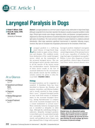 3 CE
CREDITS   CE Article 1


   Laryngeal Paralysis in Dogs
   ❯❯ Ralph P. Millard, DVM                Abstract: Laryngeal paralysis is a common cause of upper airway obstruction in large-breed dogs.
   ❯❯ Karen M. Tobias, DVM,                Although congenital forms have been reported, the disease is usually an acquired condition in older
      MS, DACVS                            dogs. Clinical signs include voice change, inspiratory stridor, and dyspnea. Laryngeal paralysis is
   ❯❯ University of Tennessee              diagnosed by observing the absence of arytenoid abduction during laryngeal examination under a
                                           light plane of anesthesia. The most common method of surgical treatment is unilateral arytenoid
                                           lateralization. Most dogs experience signiﬁcant improvement in respiration following surgery;
                                           however, they have an increased risk of aspiration pneumonia for the remainder of their lives.




                                          L
                                                 aryngeal paralysis is a well-recog-            laryngeal paralysis displayed neurogenic
                                                 nized disease of large-breed dogs              atrophy of the cranial tibial muscle and
                                                 that results in upper airway obstruc-          axonal degeneration of the peroneal nerve
                                           tion and dyspnea. The condition results              in all cases, regardless of whether the
                                           from dysfunction of the caudal laryngeal             dogs had signs of peripheral neuropathy.8
                                           nerves, which are the terminations of                Within 2 years after diagnosis of laryn-
                                           the recurrent laryngeal nerves. The cau-             geal paralysis, clinical signs of general-
                                           dal laryngeal nerves provide innervation             ized lower motor neuron disease were
                                           to all the muscles of the larynx except
                                           the cricothyroideus muscle. Dysfunction               FIGURE 1
                                           of these nerves results in the loss of
                                           arytenoid abduction by the cricoarytenoi-
                                           deus dorsalis muscle and the inability to
                                           actively constrict the glottis or relax the
   At a Glance                             vocal folds1 (FIGURES 1 AND 2).

     Etiology                              Etiology
     Page 212
                                           Laryngeal paralysis can be congenital or
     Signalment and Clinical               acquired. A hereditary form has been
     Signs                                 described in Bouvier des Flandres, dal-
     Page 213                              matians, rottweilers, and Siberian huskies
     Diagnosis                             and is usually reported in dogs younger
     Page 213                              than 1 year.2–5 Acquired laryngeal paraly-
     Medical Management                    sis may result from trauma or iatrogenic
     Page 216                              injury to the recurrent laryngeal nerve
                                           (e.g., during thyroidectomy) or compres-
     Surgical Treatment
     Page 217                              sion of the recurrent laryngeal nerve by
                                           a cranial mediastinal or cervical mass.6
                                           More commonly, however, laryngeal paral-
                                           ysis is classiﬁed as idiopathic in older
                                           dogs. Although the underlying etiology is
                                                                                                Cranial view of a dissected canine
                                           unknown, idiopathic laryngeal paralysis
                                                                                                larynx. (a) Corniculate process of arytenoid
                                           is most likely part of a generalized periph-         cartilage, (b) cuneiform process of arytenoid
                                           eral neuropathy.7 In one recent study,               cartilage, (c) epiglottis, (d) vocal fold, (e) laryn-
                                           muscle and peripheral nerve biopsy sam-              geal ventricles, (f) cricoid cartilage, (g) muscu-
                                           ples obtained from 11 dogs with acquired             lar process of arytenoid cartilage.


   212     Compendium: Continuing Education for Veterinarians® | May 2009 | CompendiumVet.com
 