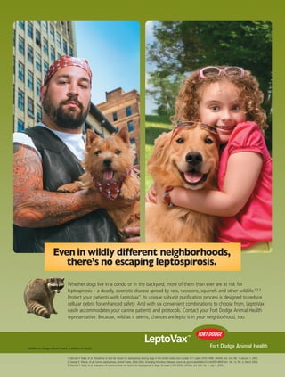 Whether dogs live in a condo or in the backyard, more of them than ever are at risk for
                               leptospirosis – a deadly, zoonotic disease spread by rats, raccoons, squirrels and other wildlife.1,2,3
                               Protect your patients with LeptoVax™ Its unique subunit purification process is designed to reduce
                                                                     .
                               cellular debris for enhanced safety. And with six convenient combinations to choose from, LeptoVax
                               easily accommodates your canine patients and protocols. Contact your Fort Dodge Animal Health
                               representative. Because, wild as it seems, chances are lepto is in your neighborhood, too.



                                                                                                        LeptoVax                                  ™


©2008 Fort Dodge Animal Health, a division of Wyeth.


                               1. Michael P. Ward, et al. Prevalence of and risk factors for leptospirosis among dogs in the United States and Canada: 677 cases (1970-1998). JAVMA, Vol. 220, No. 1, January 1, 2002.
                               2. George E. Moore, et al. Canine Leptospirosis, United States, 2002-2004. Emerging Infectious Diseases, www.cdc.gov/ncidod/eid/vol12no03/05-0809.htm. Vol. 12, No. 3, March 2006.
                               3. Michael P. Ward, et al. Evaluation of environmental risk factors for leptospirosis in dogs: 36 cases (1997-2002). JAVMA, Vol. 225, No. 1, July 1, 2004.
 