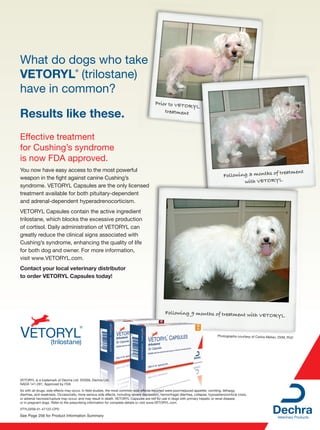 What do dogs who takee
VETORYL (trilostane)
                                     ®




have in common?
                                                                                          Prior to VETO
                                                                                                        RYL
Results like these.                                                                           treatment



Effective treatment
for Cushing’s syndrome
is now FDA approved.
You now have easy access to the most powerful                                                                                                                 treatment
weapon in the ﬁght against canine Cushing’s                                                                                             Following 3 months of
                                                                                                                                                with VETORYL
syndrome. VETORYL Capsules are the only licensed
treatment available for both pituitary-dependent
and adrenal-dependent hyperadrenocorticism.
VETORYL Capsules contain the active ingredient
trilostane, which blocks the excessive production
of cortisol. Daily administration of VETORYL can
greatly reduce the clinical signs associated with
Cushing’s syndrome, enhancing the quality of life
for both dog and owner. For more information,
visit www.VETORYL.com.
Contact your local veterinary distributor
to order VETORYL Capsules today!




                                                                                                 Following 9 months of treatment with VETO
                                                                                                                                           RYL


                                                                                                                                    Photographs courtesy of Carlos Melian, DVM, PhD

                    (trilostane)




VETORYL is a trademark of Dechra Ltd. ©2009, Dechra Ltd.
NADA 141-291, Approved by FDA
As with all drugs, side effects may occur. In ﬁeld studies, the most common side effects reported were poor/reduced appetite, vomiting, lethargy,
diarrhea, and weakness. Occasionally, more serious side effects, including severe depression, hemorrhagic diarrhea, collapse, hypoadrenocortical crisis,
or adrenal necrosis/rupture may occur, and may result in death. VETORYL Capsules are not for use in dogs with primary hepatic or renal disease,
or in pregnant dogs. Refer to the prescribing information for complete details or visit www.VETORYL.com.
VTYL0209-01-47122-CPD

See Page 256 for Product Information Summary
 