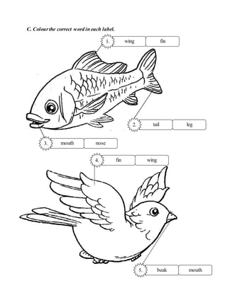 C. Colourthe correct word in each label.
mouth nose
3.
wing fin
1.
tail leg
2.
fin wing
4.
beak mouth
5.
 