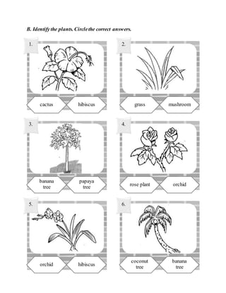 B. Identify the plants. Circlethe correct answers.
orchid hibiscus
5.
coconut
tree
banana
tree
6.
2.
grass mushroom
1.
cactus hibiscus
4.
rose plant orchid
3.
banana
tree
papaya
tree
 