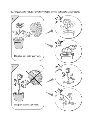 C. The plantsshown below areobserved after a week. Colour the correct plants.
This plant does not get water.
(a)
2.
(b)
This plant gets water every day.
(b)
1. (a)
 