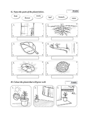 G. Namethe parts of the plantsbelow.
H. Colour the plantsthat willgrow well.
fruit
flower
roots
leaf branch
stem
1. 2.
3. 4.
5. 6.
1. 2. 3.
 