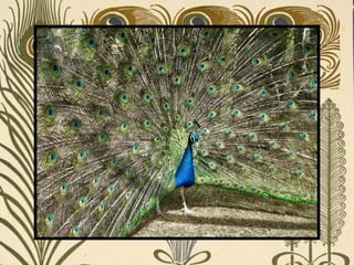 Peacock     Páva  
