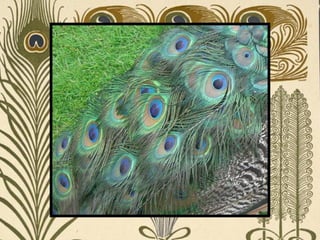 Peacock     Páva  