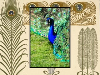 Peacock     Páva  