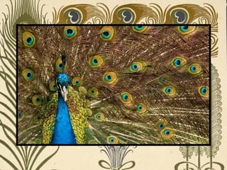 Peacock     Páva  