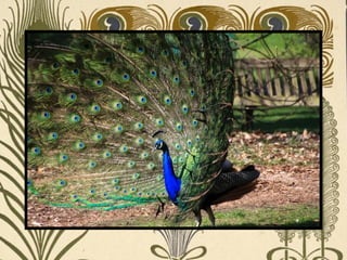 Peacock     Páva  