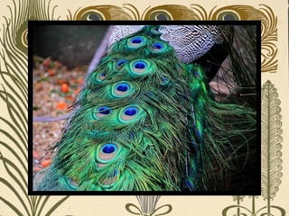 Peacock     Páva  