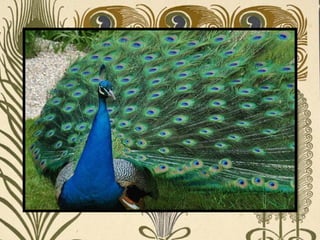Peacock     Páva  