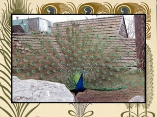 Peacock     Páva  
