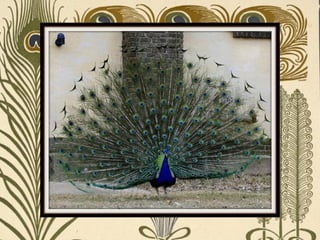 Peacock     Páva  