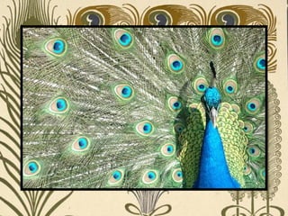 Peacock     Páva  