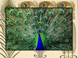 Peacock     Páva  
