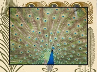 Peacock     Páva  