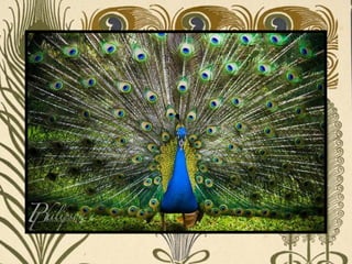 Peacock     Páva  