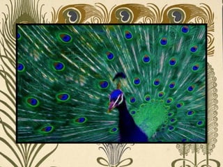 Peacock     Páva  