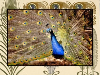 Peacock     Páva  