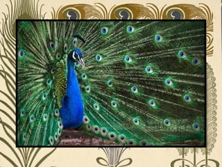 Peacock     Páva  
