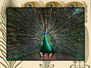 Peacock     Páva  