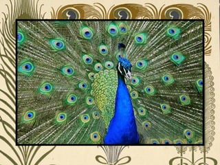 Peacock     Páva  