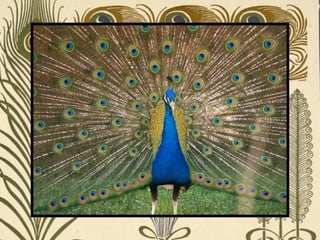 Peacock     Páva  