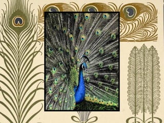 Peacock     Páva  