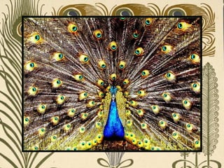 Peacock     Páva  