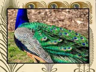 Peacock     Páva  