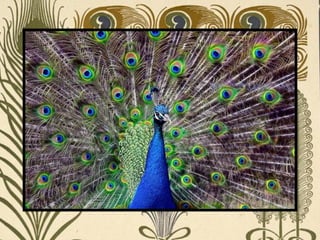 Peacock     Páva  