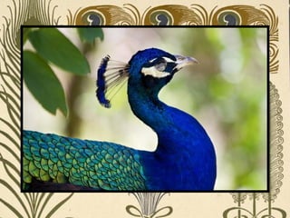Peacock     Páva  