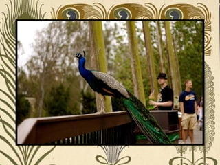 Peacock     Páva  
