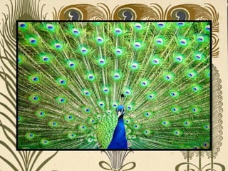 Peacock     Páva  