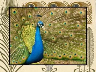 Peacock     Páva  