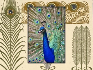 Peacock     Páva  